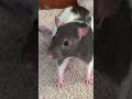 👹 RATS 👹