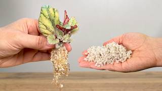 How to Grow New Plants from Just One Leaf 🌱
