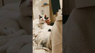 なでなで大好きねこ #猫のいる暮らし #cat #かわいい #保護猫 #cutecat #ハチワレ #animals #猫 #pets #猫動画 #猫のいる生活 #かまちょ #ねこ #ショート