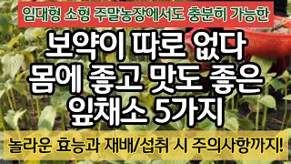 누구라도 어디라도 재배 가능한 잎채소 추천 작물 5가지= 놀라운 효능. 재배, 섭취 시 주의사항까지!