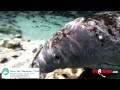 Tips For Diving With Manatees PSA By DEMA And Be A Diver Including The Voice Of Jimmy Buffett