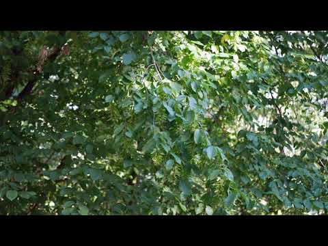 Summer Solitude (4K) - Homayoun Shajarian - The Gypsy (Koli)