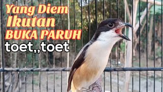 Download lagu Cendet Gacor Toet Toet Bongkar Materi Paling Di Cari Buat Cendet Diem Agar Cepat Rajin Bunyi mp3