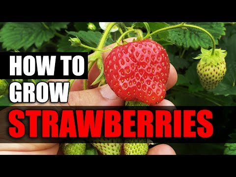 Why Raised Garden Beds Are Better