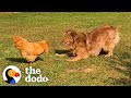 Rooster Loves Chasing This Big Dog The Dodo Odd Couples