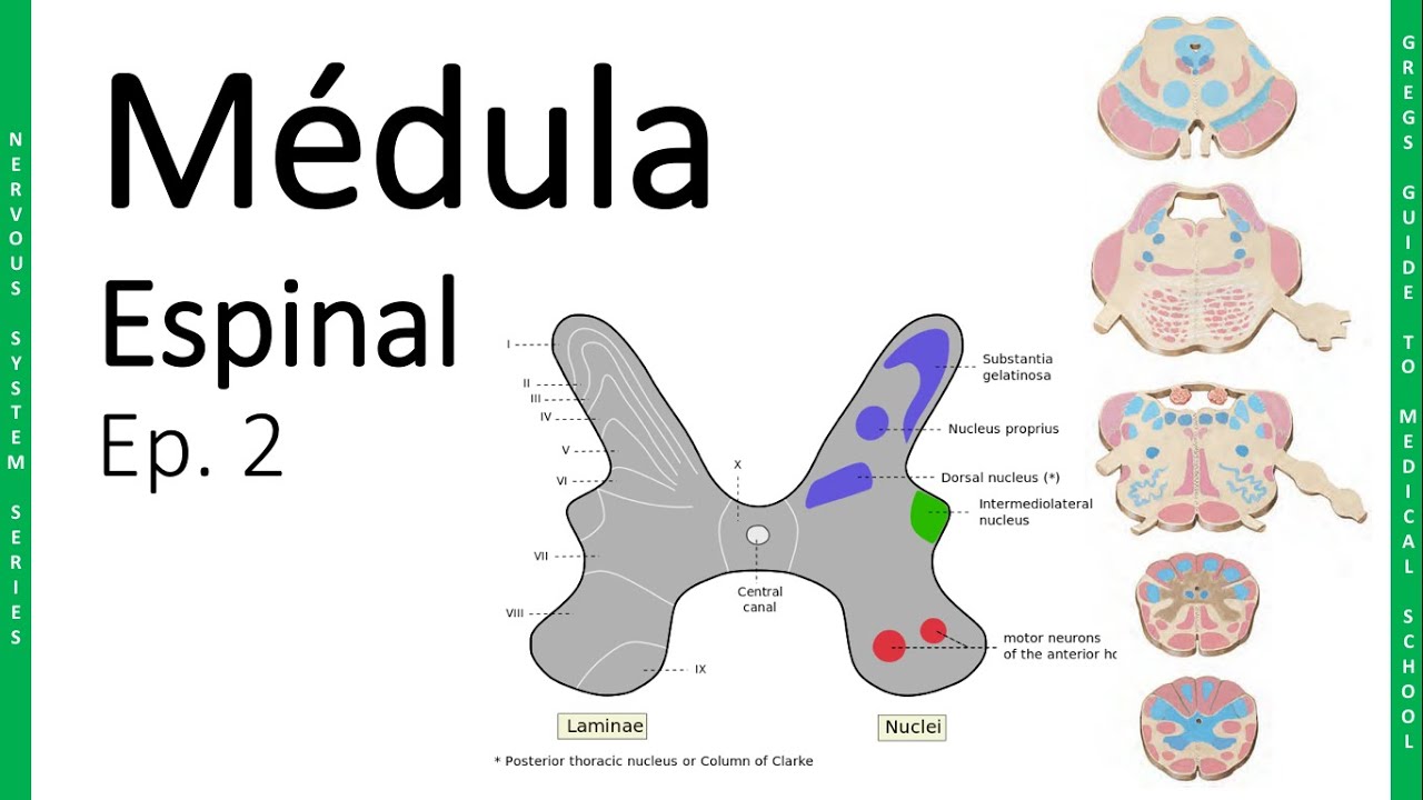 NEURO 2. Médula Espinal - Sustancia Gris, Sustancia Blanca y Vías | Doctor Greg