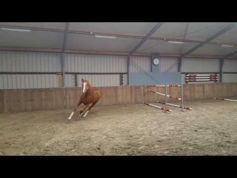 Sold Christian x Cordalme 2 years old stallion