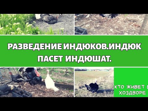 Разведение индюков,индюк вожак стаи индюшат.