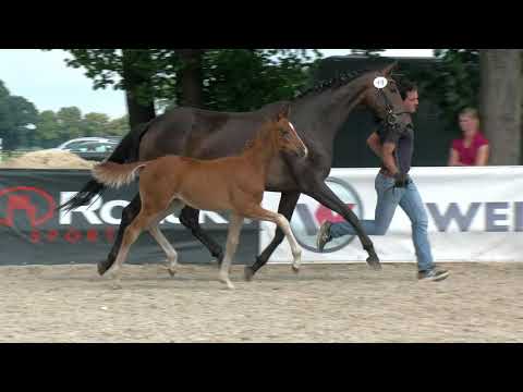 Hf v Fuerst Toto x Buenos Dias x Fuerst Romancier 2020