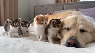 Os gatinhos confundem a Golden Retriever com a mãe deles, mas ela não concorda