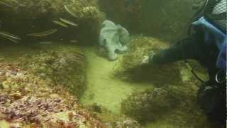 preview picture of video 'Giant Octopus - Sagres-Algarve okt 2012'