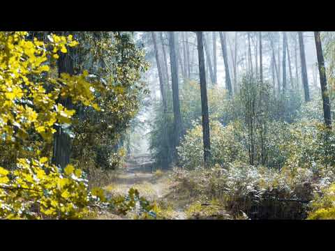 Raindrops In The Forest & Loons Calling At Night {8 Hours} *No Music*