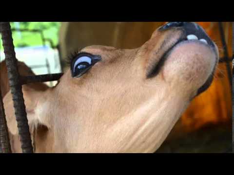 Tonic feat  Tarantula Man   Big Fat Original Mix