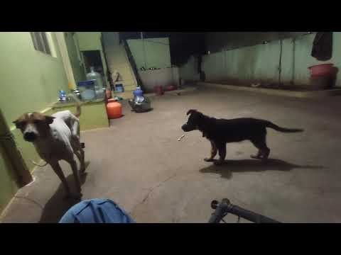GREMAN SHEPHERD VS NORMAL DOG ( SHAGGY VS RAJU )