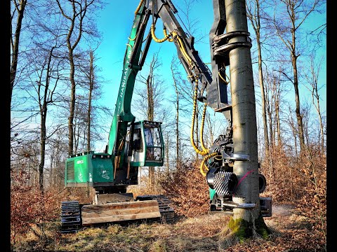 🌲4K|*THE BIGGEST!* Impex Hannibal T60 • Stehendentnahme • Big trees • Dicke Bäume • HarvesterAction🌲