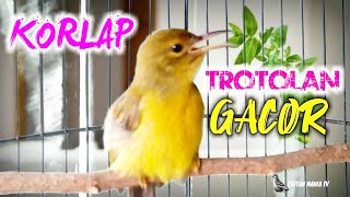 Download lagu Suara Pancingan Korlap Ijoan Gacor Dijamin Semua Burung Kolibri Manggar Bahan Nyaut GACOR mp3