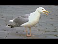 Loud Talkative European Herring Gull With Lots Of Opinions 4K Audio Fix LOUDER