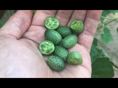 Variety Spotlight: Cucamelon