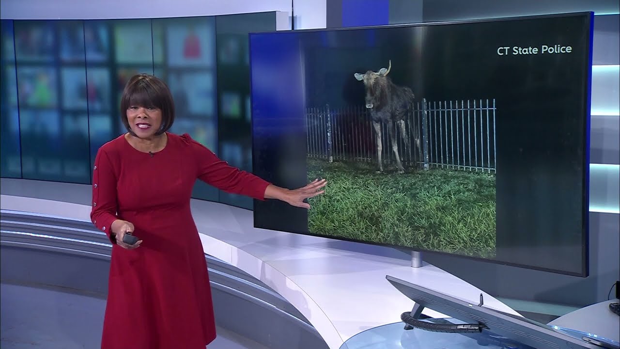 CAUGHT ON CAMERA: Moose freed from fence in Barkhamsted