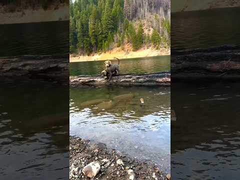 Root Shows Rose How To Dive #shorts #puppies #dogs #lake #diving #fun #feelgood #unstoppable #win