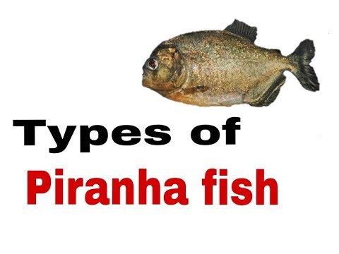 Types of Piranha Fish