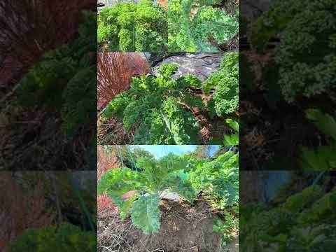 園芸 ケールキャベツ、ケールキャベツ、無頭ケール、ヤシキャベツ