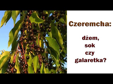 Czeremcha: dżem, sok czy galaretka?