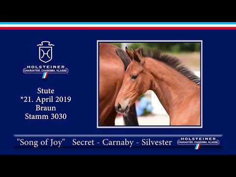 Holsteiner Elite-Fohlenauktion 2019 - Nr. 40 Song of Joy v. Secret-Carnaby