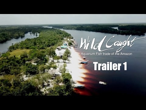 TRAILER 1: WILD CAUGHT : Aquarium Fish trade of the Amazon