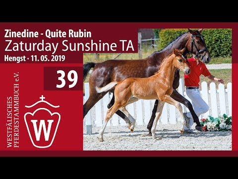39 Zaturday Sunshine TA Hengst v. Zinedine - Quite Rubin