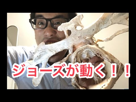 サメの顎が動く？とあるものを使って簡単解説！