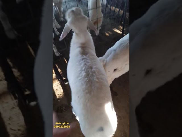 حري جذع حجم كبير 6  شهور ، الوزن: 22