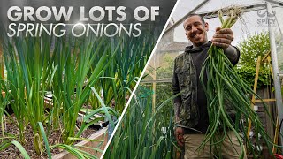 The Easiest Way to Grow lots of Spring Onions