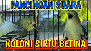Download lagu Suara Sirtu betina bertarung di koloni❗sirtu jantan langsung naik birahi dan emosi jadi gacorrr mp3
