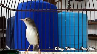 Download lagu pikat prejak Klik memancing Jantan agar GACOR dan NEMBAK PANJANG mp3 Download lagu pikat prejak Klik memancing Jantan agar GACOR dan NEMBAK PANJANG mp3