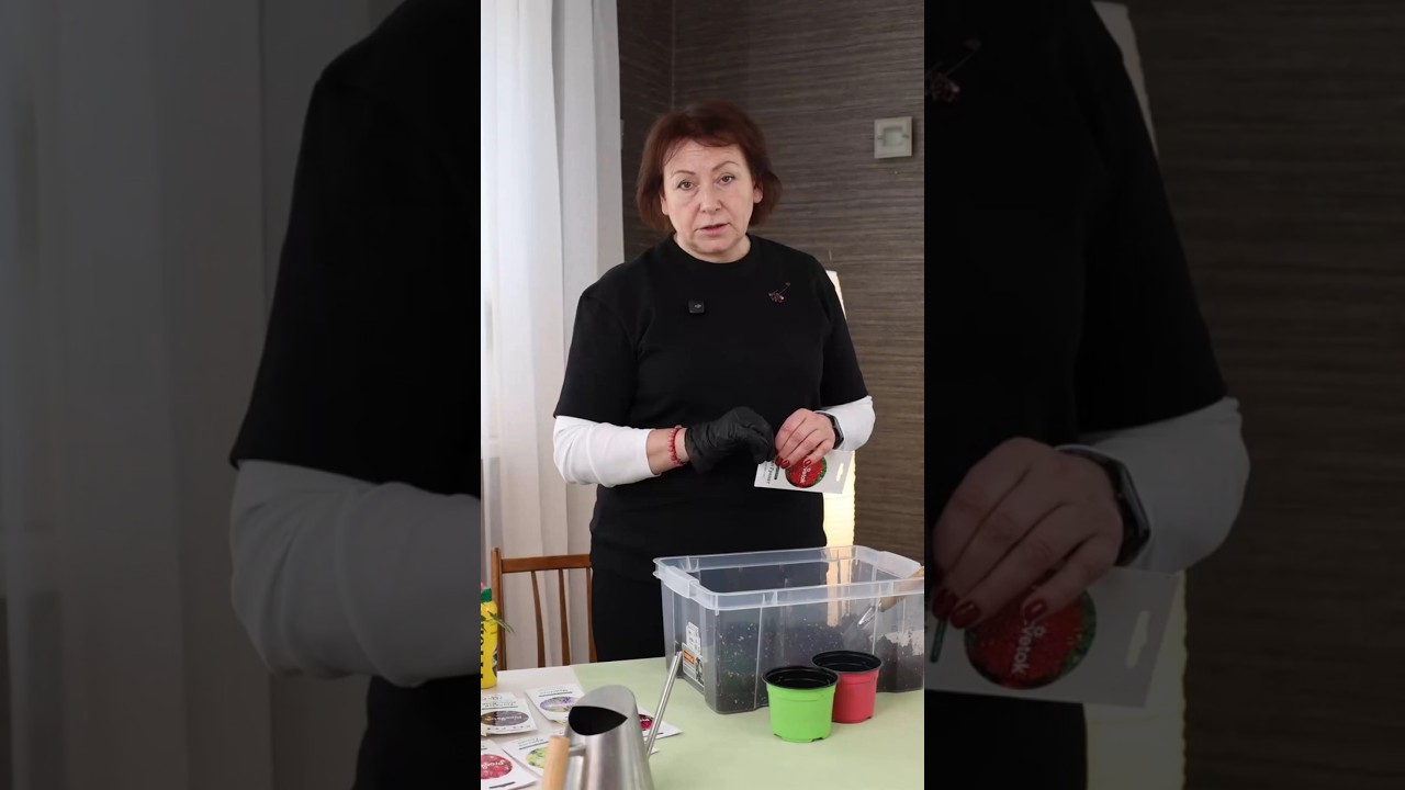 Астры будут цвести невероятно пышно и долго, если посеять так! Сеем астры на рассаду