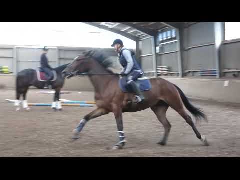 Traber - der erste Galopp unterm Reiter