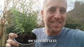 רוזמרין אחד הצמחים שהכי קל לגדל בגינה