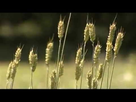 Der Ährenmann TRAILER