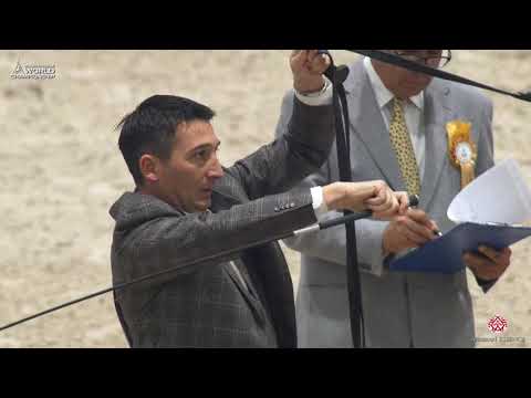 N 97 D SHAKHAT   Paris 2019   Yearling Colts Class 4A