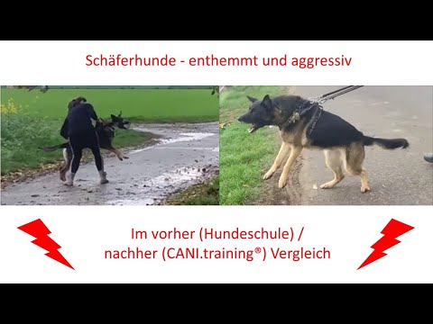 Hundeerziehung - Schäferhunde enthemmt und aggressiv #hundeerziehung #hundetraining #schäferhund