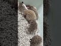 ハリネズミ（当店産ベビー：ノーマル系・シナモン系♂♀）のYouTubeサムネイル画像