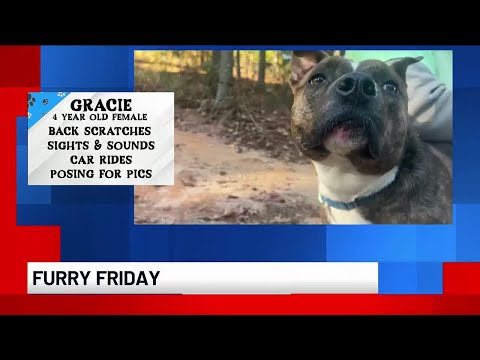 Furry Friday: Gracie