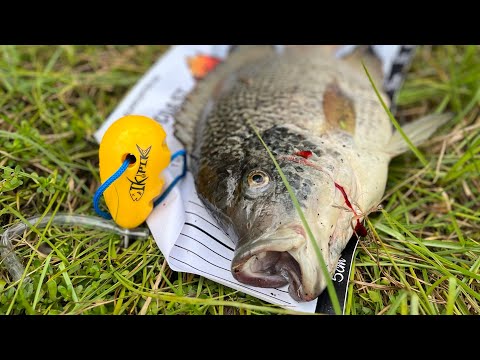 Emerald lake Tilapia hole