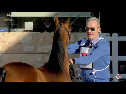 N.72 ASAYEL REMAS - The Breeders Cup - Kuwait 2020 - Yearling Fillies (Class 1D)