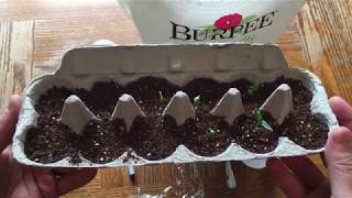 How To Start Green Green Bell Pepper Seeds - Plant Bell Pepper Seedling Transplants