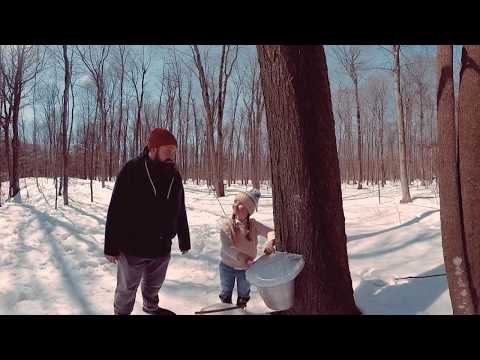 download lagu mp3 mp4 Maple Sugar Flakes, download lagu Maple Sugar Flakes gratis, unduh video klip Maple Sugar Flakes