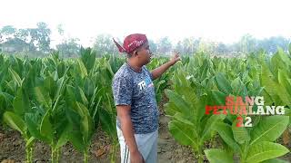 Download lagu Mengenal Tembakau SREANK Asal Madura mp3