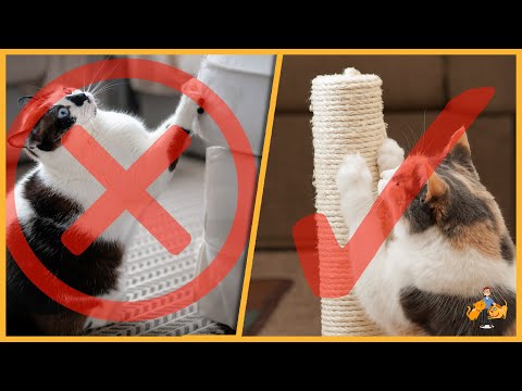 How to Stop Your Cat Shredding Your Furniture (+ use a scratching post)!