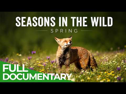 Season in the Wild: Spring Nature s Great Awakening